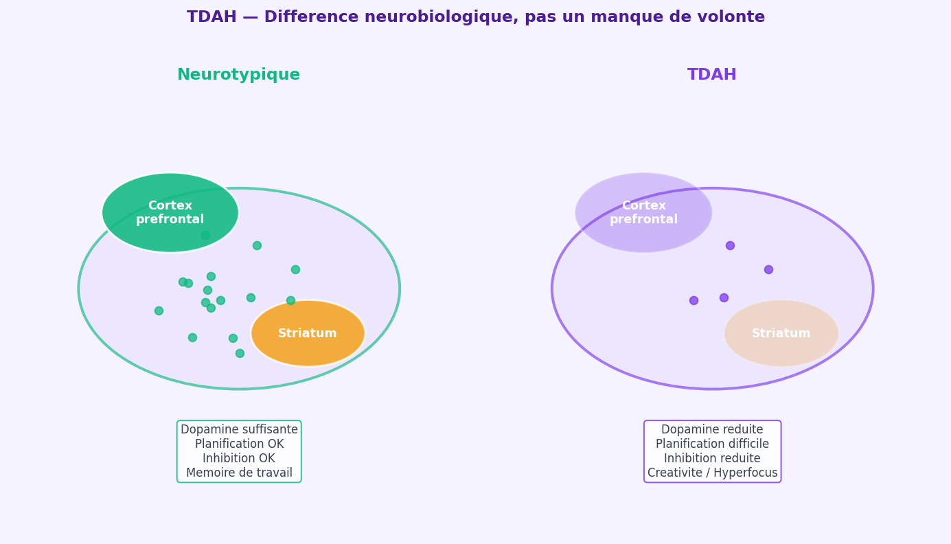 Comparaison neurobiologique : dans le TDAH, la dopamine dans le cortex préfronta